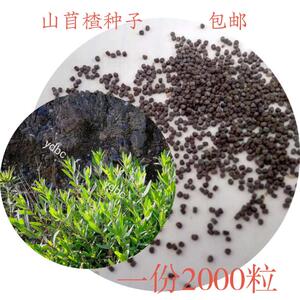 山东山苜楂种子山蚂蚱3500粒山麻楂山珍菜石蕊包邮春秋播种阳台