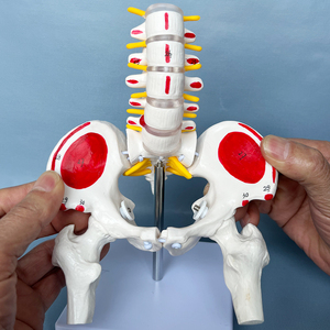 人体骨骼模型 腰椎脊椎骨盆模型关节医用活动骨骼 小盆骨骨架教具