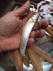 银鳕鱼苗赤目红眼黄化红色大鳞鲃红鳕鱼淡水冷水观赏鱼白子招财龙
