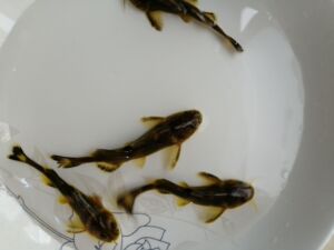 牛尾巴鱼苗乌苏里拟鲿乌苏里鮠黄昂子回鳇鱼淡水养殖活体鱼苗