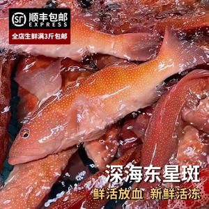 正红东星斑深海红尾斑新鲜海瓜子刺身石斑鱼海捕水产鲜活放血冷冻