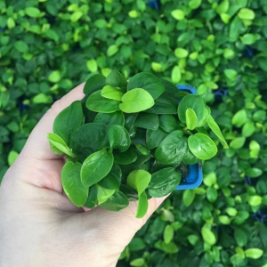 迷你黄金榕杯装水榕鱼草缸造景水草场直发懒人水培增氧阴性淡水草