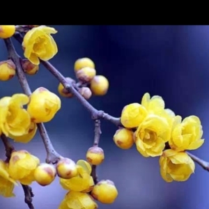 腊梅鲜花干枝插水开花浓香型水培植物鲜切花枝条真花室内客厅摆件