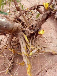 野生中药材三颗针刺黄连铜针刺钢针刺土黄连新鲜根部3斤包邮