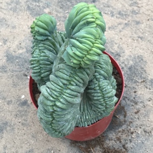 龙神木缀化仙人球仙人掌一物一拍多肉植物盆栽