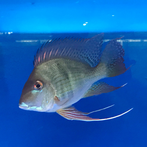 元宝凤凰鱼活体关刀鱼金龙鱼混养配鱼红龙鱼活体热带鱼观赏鱼包邮