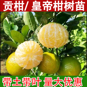 广西皇帝柑树苗南方种植当年结果大树苗橘子果树贡柑苗盆载桔子