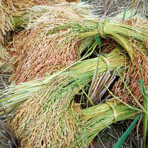 2021年贵州黎平农家新糯米 梯田老品种香禾糯米 圆粒糯米5斤包邮