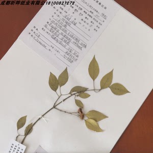 普查用国家标准款】植物标本台纸,腊叶标本台纸40*30cm可开票