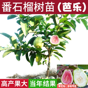 番石榴水果树苗台湾芭乐南方种植四季红宝石红心白心珍珠当年结果