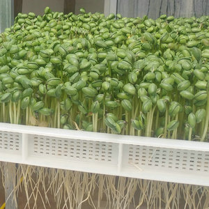 华晨鲜苗 芽苗菜青豆芽 黄豆绿芽 新鲜豆芽苗 火锅菜 250g