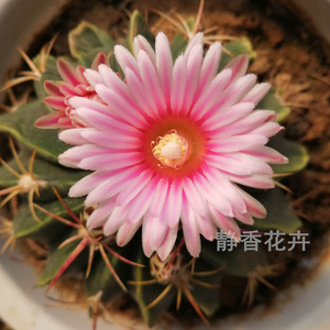 静香花卉【赤城】实生仙人球多肉植物花店货源植物绿植盆栽开花