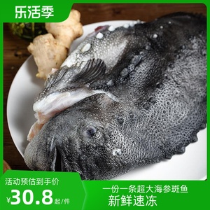 海参斑鱼3.1-4斤超大去内脏新鲜冷冻深海鱼海参鱼野生酒店食 包邮