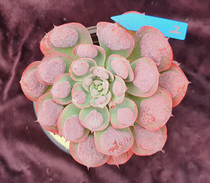 雨滴多肉植物肉肉一物一拍盆栽老桩 12月8日更新