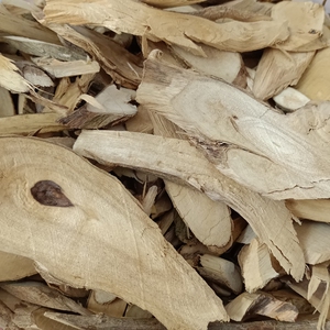 广西臭茉莉 别名臭矢茉莉 大髻婆 过墙风 冬地梅 中药材 臭屎茉莉