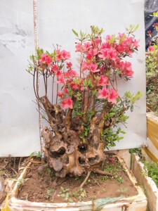熟桩国旗红映山红老生桩绿植盆景花卉杜鹃花盆景花卉盆景阳台绿植