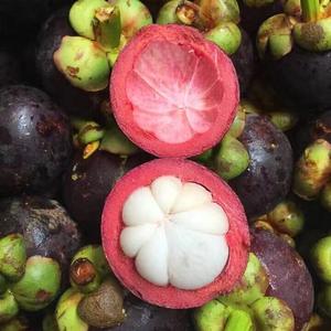山竹苗 泰国山竹实生苗种子苗 南方种植庭院盆栽包邮带土带叶发货