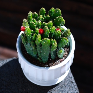 招财手多肉植物盆栽客厅办公室内绿植花卉云南直发肉肉植物新手