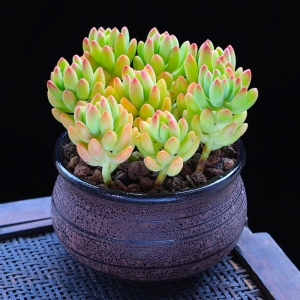 小肉肉植物云南