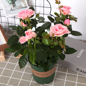 玫瑰花盆栽钻石玫瑰室内
