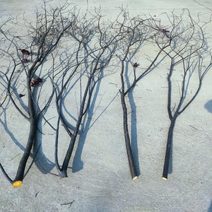 干树枝装饰枯枝原木干枝插花禅意艺术树枝摆件天然分叉大树枝软装