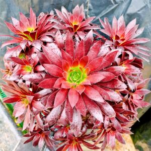 孔雀法师群多肉植物办公桌盆栽花卉绿植凤凰法师多头群法师老桩