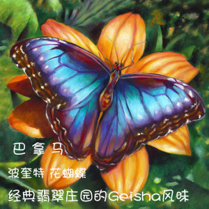 花蝴蝶咖啡豆