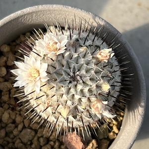 直刺佩雷仙人球