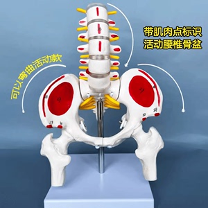 人体骨骼模型 腰椎脊椎骨盆模型关节医用活动骨骼 小盆骨骨架教具