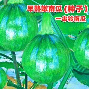 早熟嫩南瓜种子 一串铃青蓝绿皮小南瓜种籽 春季田园瓜果蔬菜种孑