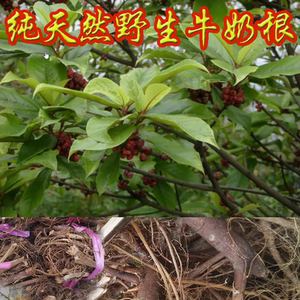 正品福建特产煲汤料三明客家野生白花牛奶子根牛乳树根包邮250g