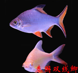 881人付款淘宝中层热带观赏金凤鱼银凤鱼泰国鲫双线侧鱼活体金银元宝
