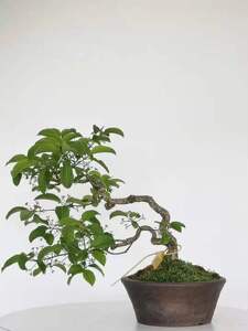 逸景轩日本原盆进口真弓卫矛盆景小品文人微型雅趣盆栽实物拍摄