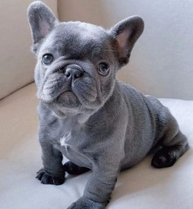 法斗幼犬纯种斗牛犬法国斗牛犬法牛蓝色斗牛小型犬家养宠物狗活物