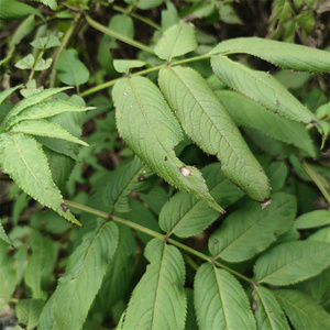 接骨草陆英走马风八棱麻排风藤铁篱笆苟草英雄草七叶麻秧心草水马