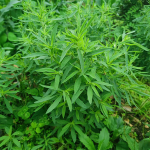 野外现采地肤子地肤观音菜中草药扫帚菜绿帚孔雀松扫帚苗落帚地麦