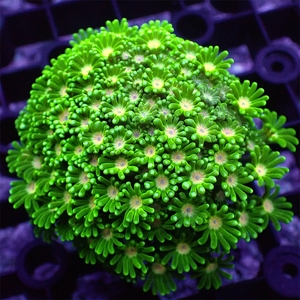 茉莉花水仙茉莉珊瑚澳洲长须茉莉幻彩粉茉莉大合集海水活体珊瑚