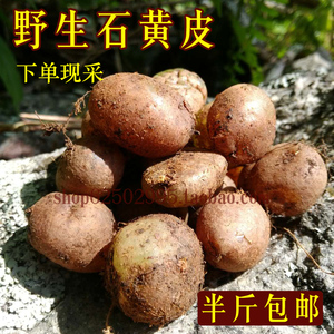 石黄皮 250克包邮 野生石黄皮 肾蕨子凤凰蛋 落地珍珠 圆蕨