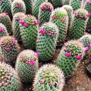 开花漂亮红花锦丸仙人球植物微景桌面小型盆栽团购套餐含盆土栽好