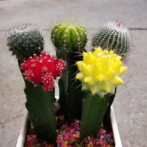 实生多肉仙人球绿植组合小盆栽开花彩色嫁接仙人掌桌面绿植物花卉