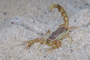 条斑钳蝎 沙漠蝎子 宠物蝎子 非以金