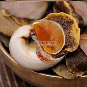 花螺鲜活冷冻新鲜海鲜螺类海螺香螺东风螺贝类大猫眼螺冰冻花罗肉