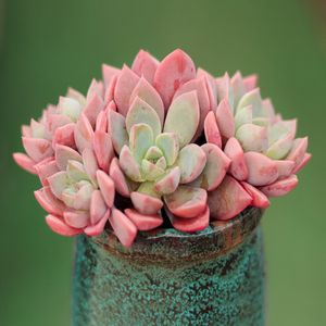 粉红佳人多肉植物