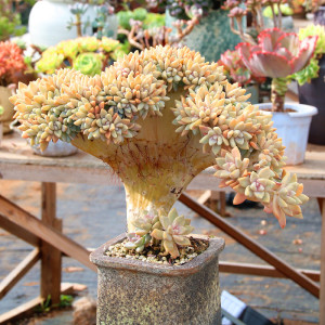 淡雪缀化 多肉植物缀化 稀有品种云南萌肉肉组合盆栽四季绿植包邮