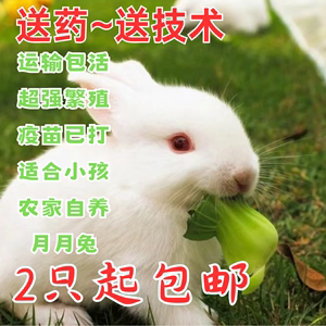 兔子活物活苗新西兰肉兔宠物兔家养小白兔子带笼子可食用养殖直发