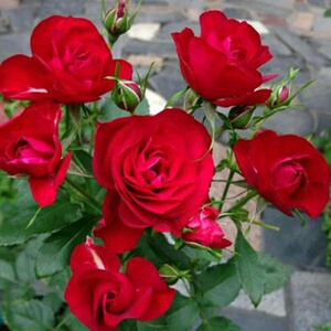 新品荷兰月季流星王月季花阳台盆栽庭院绿植多头大花微型月季勤花