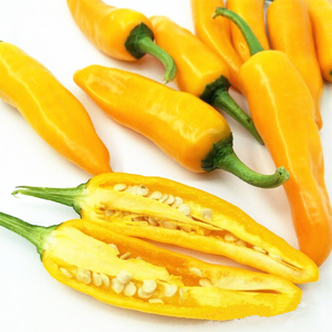 【朝天黄小辣椒种子】四季播五彩黄秀朝天椒菜种盆栽黄色辣椒种子