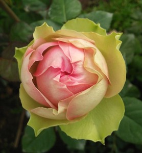 新品 比特哈雅火龙果大花月季花灌木切花庭院阳台盆栽四季