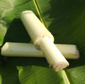 封开乡下妹 现摘新鲜香蕉杆蕉芯 芭蕉杆拉丝 蕉茎干500g