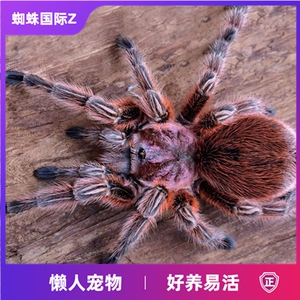 智利火玫瑰5～14厘米小母成体母纯火新手宠物蜘蛛幼体温顺活体